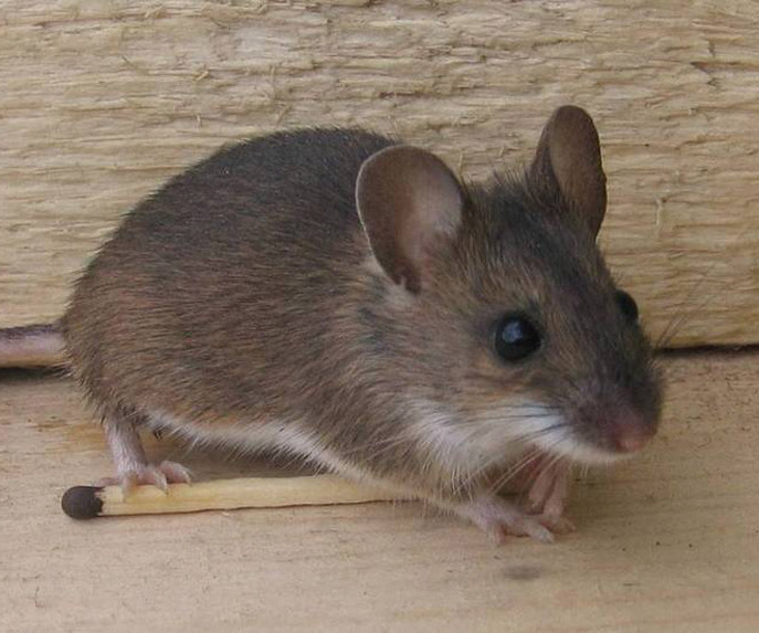 Домовая мышь