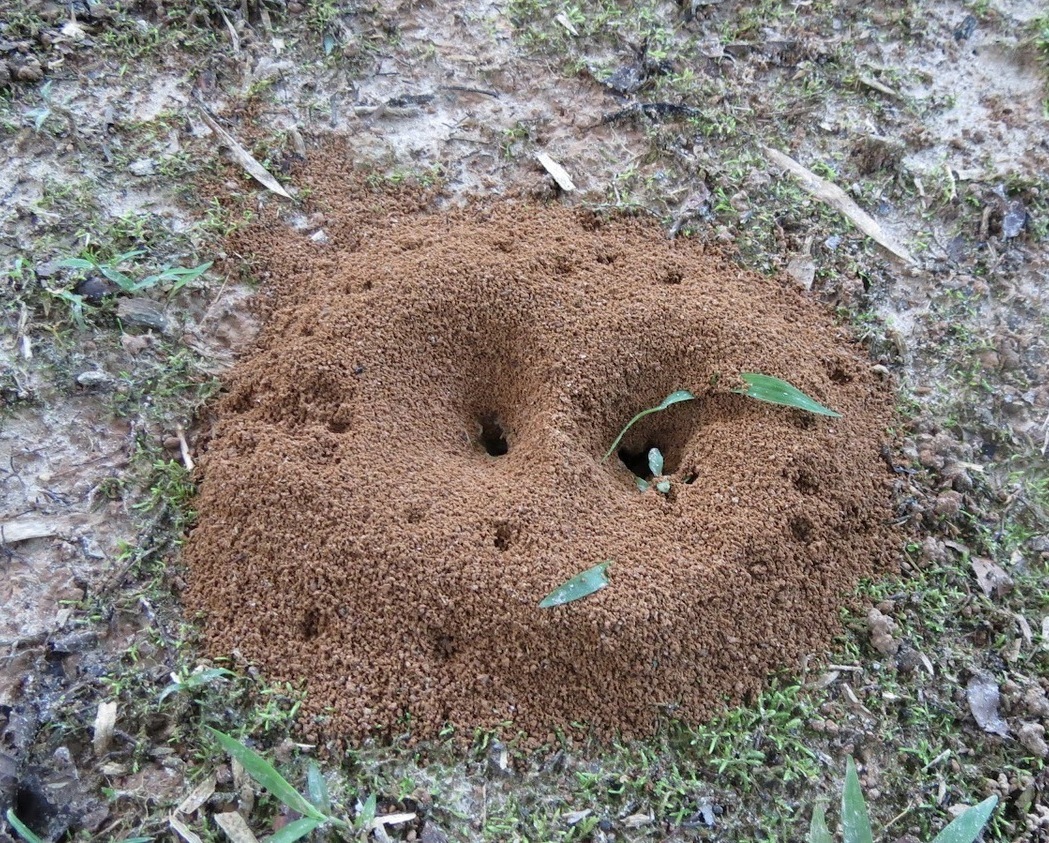 садовые муравьи