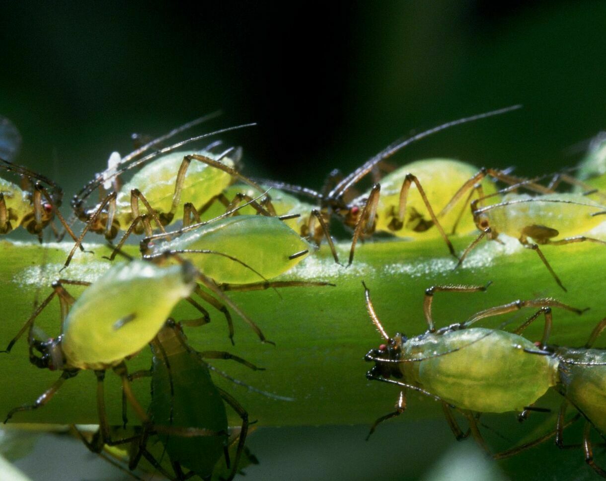 уничтожение тли и муравьев