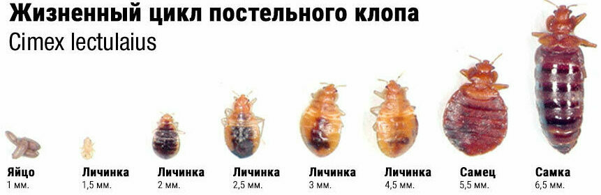 жизненный цикл постельных клопов жизненный цикл постельных клопов