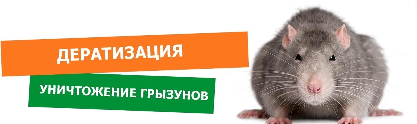 уничтожение грызунов уничтожение грызунов