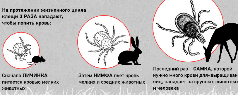 Уничтожение клещей, обработка рт клещей Уничтожение клещей, обработка от клещей