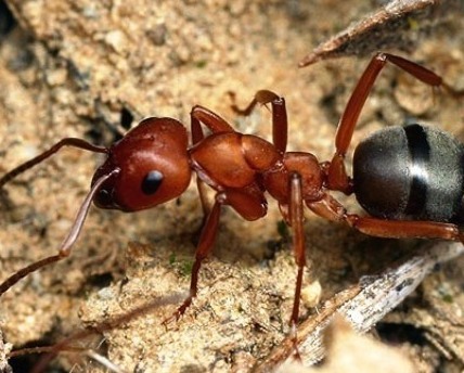 садовые муравьи