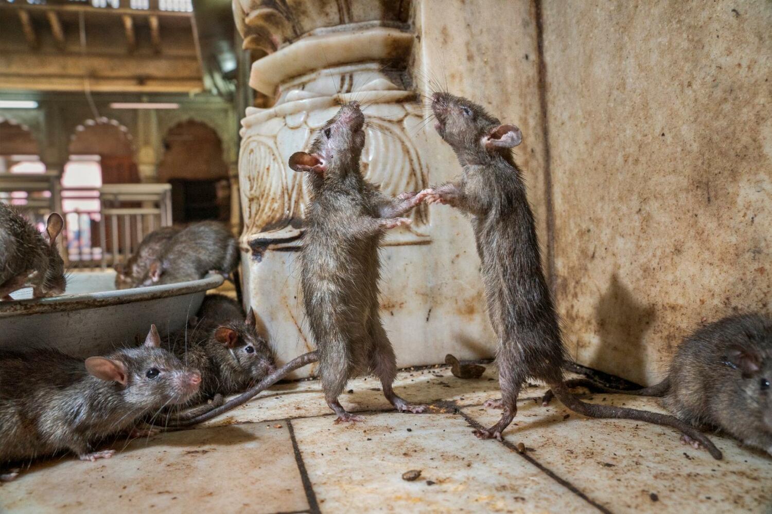 Стоимось обработки от крыс по Самаре области.